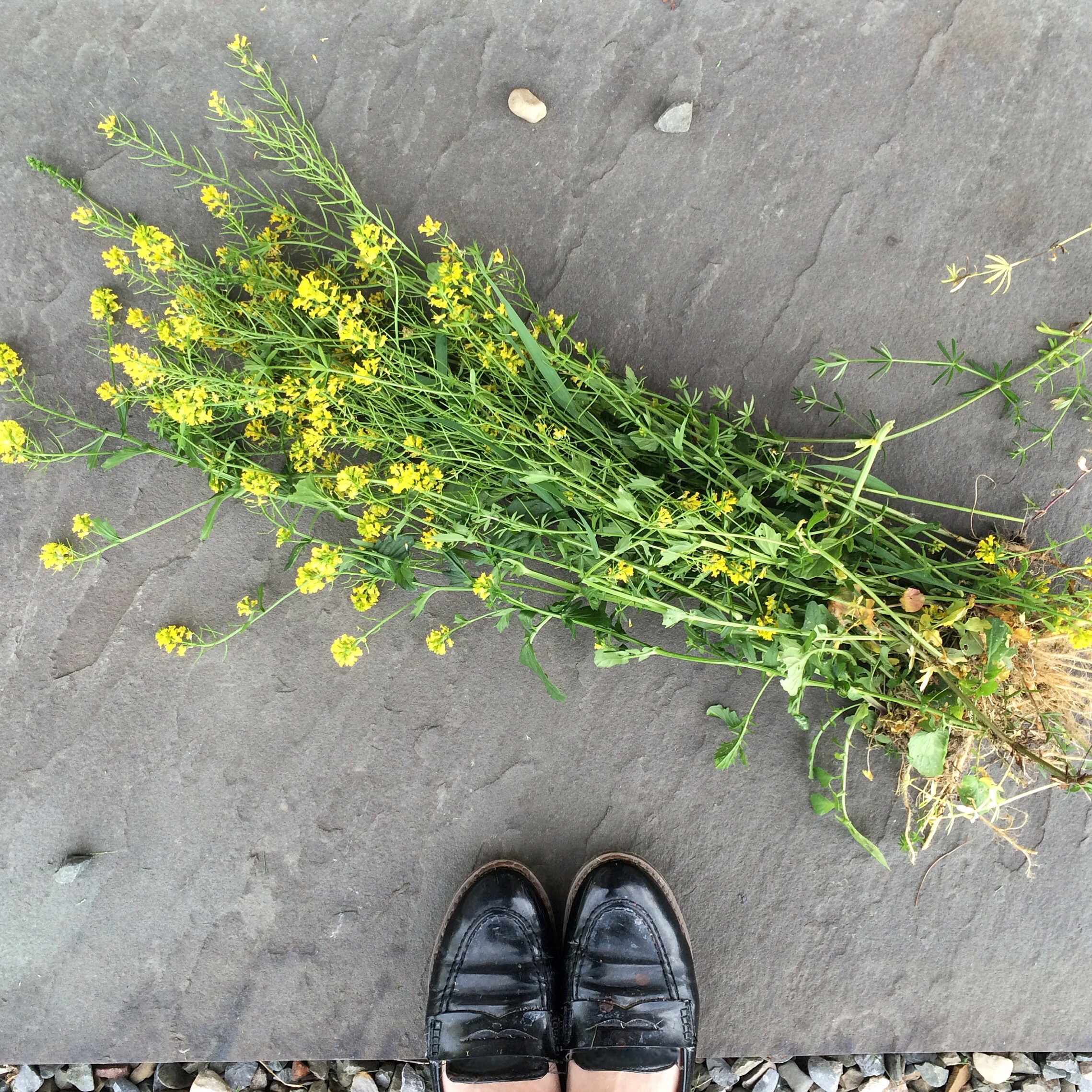 Yellow Rocket Harvest