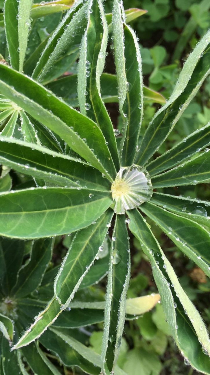 CricketOnLupine