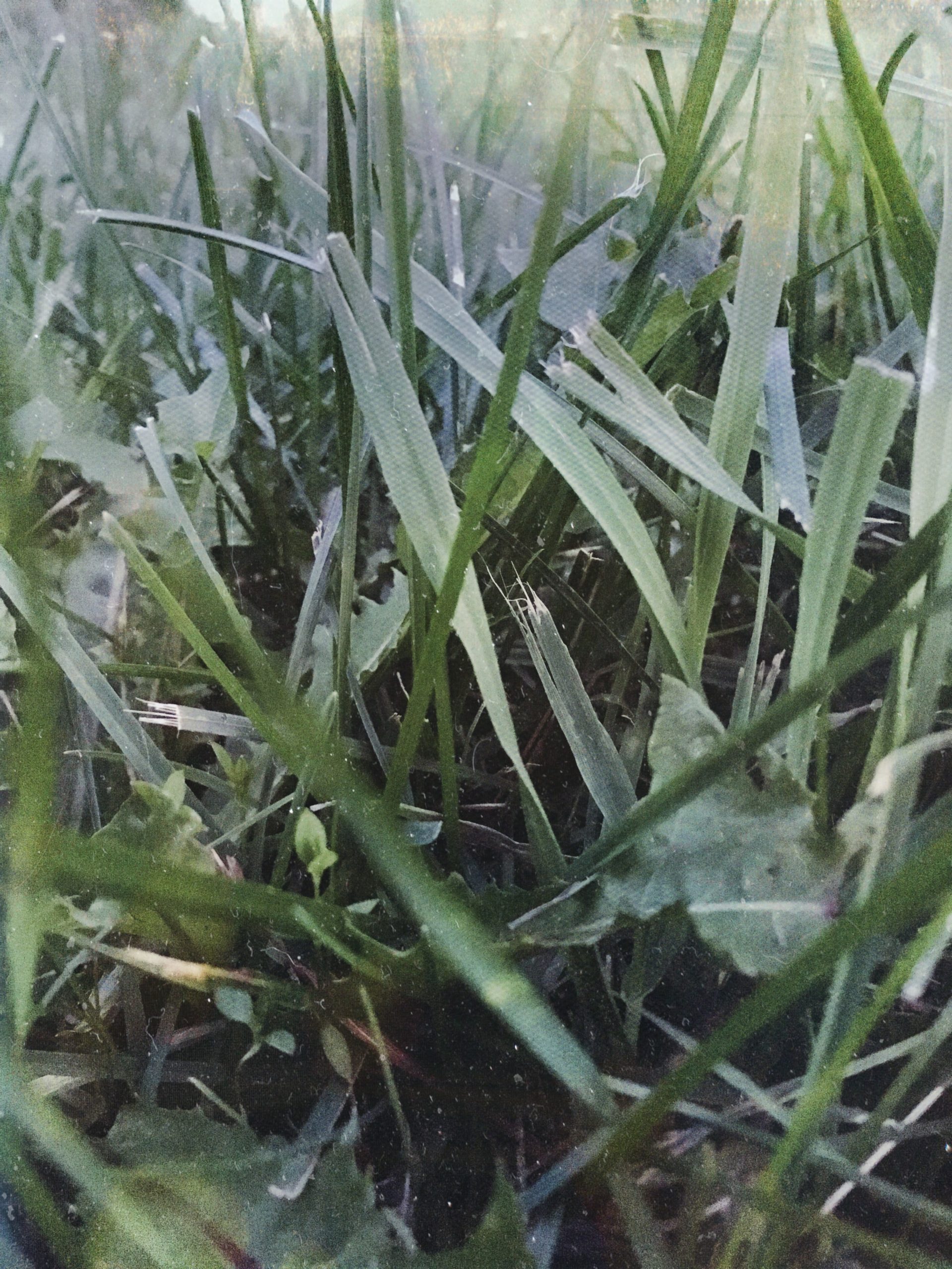 Long Grasses