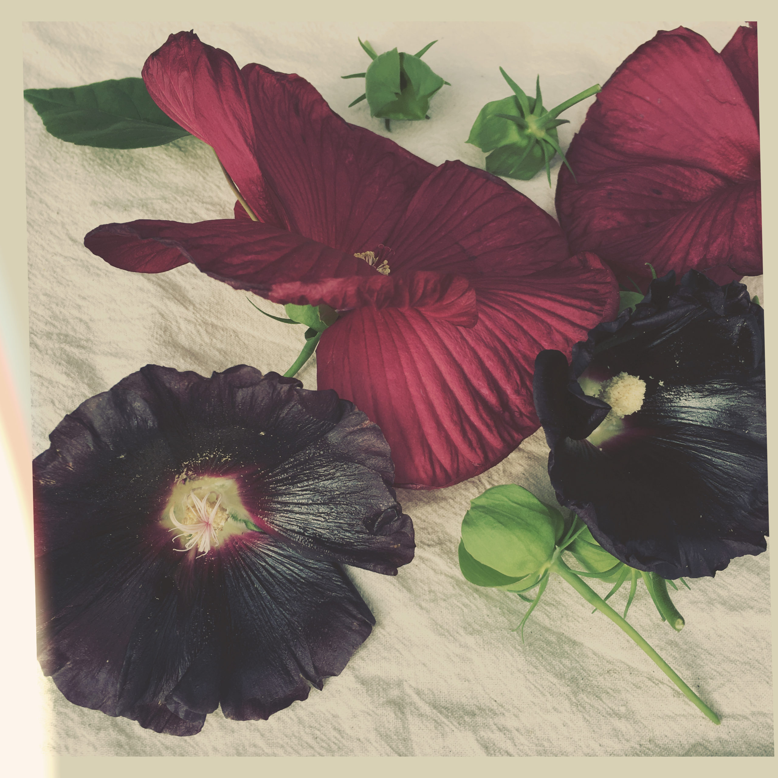 Hibiscus and Hollyhock