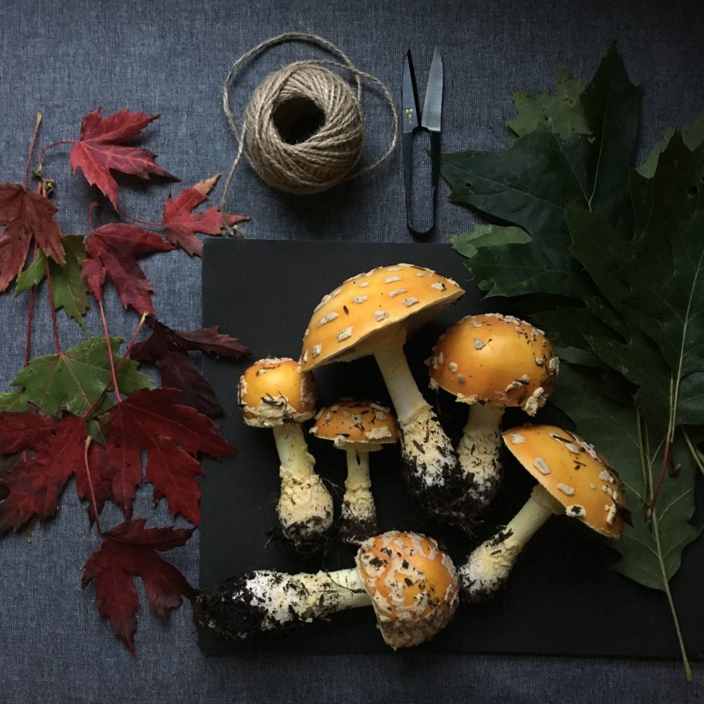 Amanita Muscaria on my table