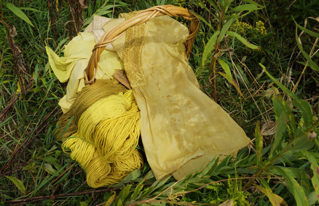 Goldenrod dyed protein and cellulose fibers