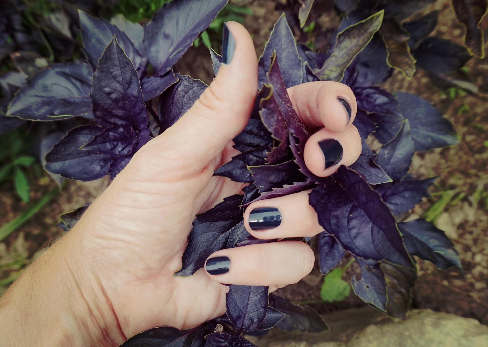 Purple Basil Dye Plant