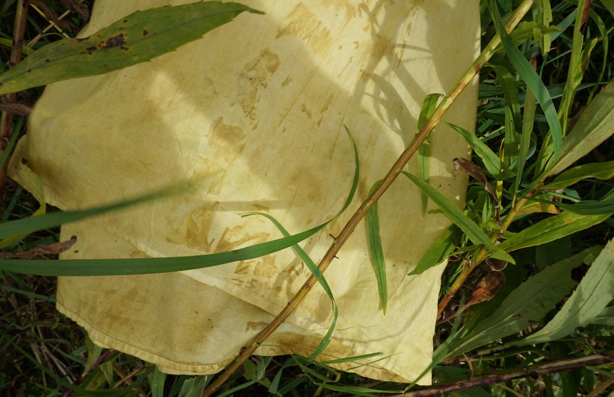 Subtle shibori (bound fabric dye method) with goldenrod